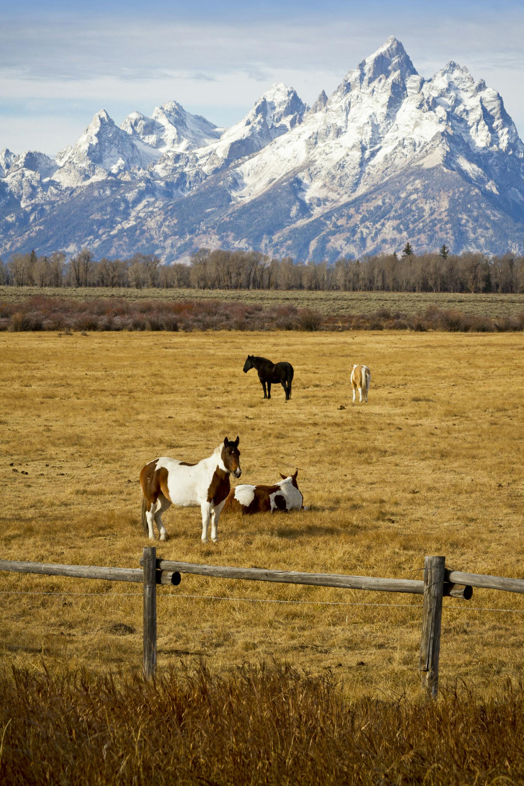 Horses graze beneath snow-capped mountains in a rural autumn pasture.